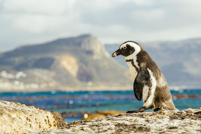 Kaapstad - Cape Town - Zuid-Afrika - Matoke Tours