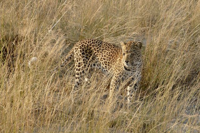 Verkenningstocht door de Zambezi Regio in Namibië en Zimbabwe