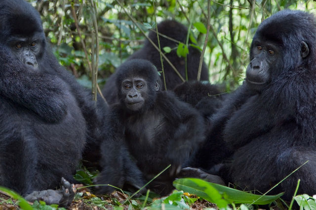 Gorillagroepen in Oeganda » Matoke