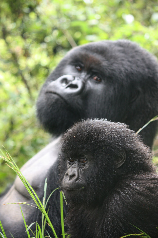 Gorillagroepen in Oeganda » Matoke