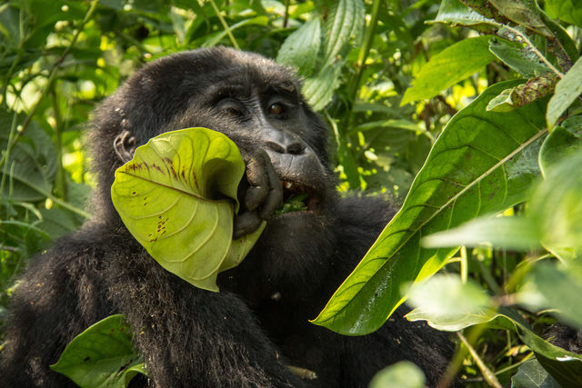 Gorillagroepen in Oeganda » Matoke