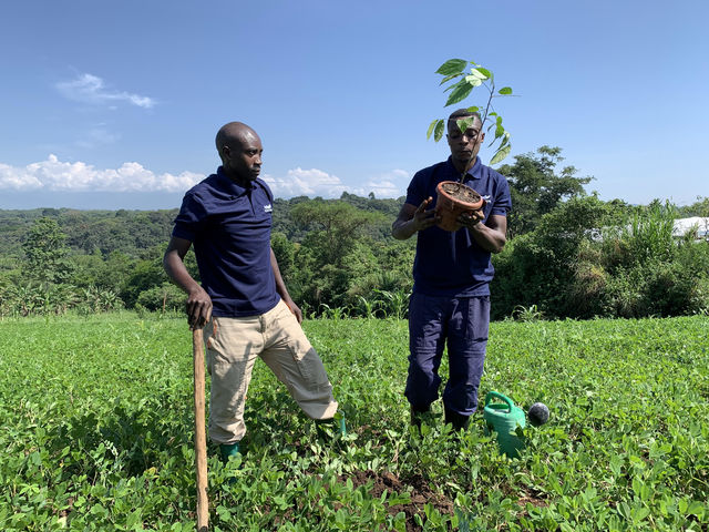 Chris Roberts Forest Foundation - Oeganda - investeer in groen » Matoke