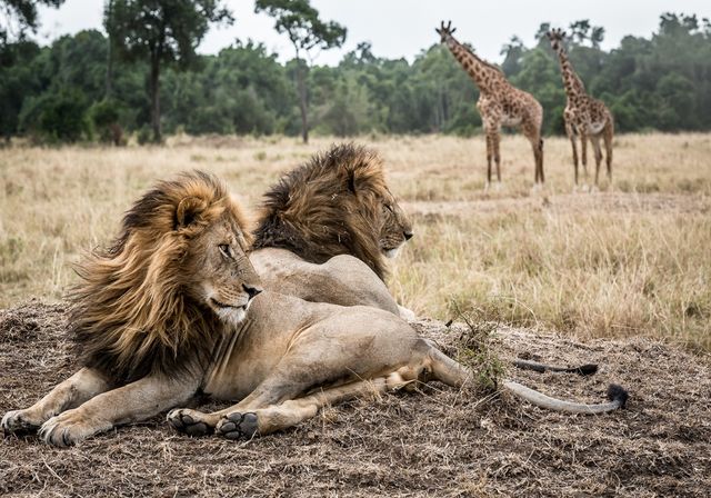 Last minute Kenia | Matoke Tours | Uit liefde voor Afrika