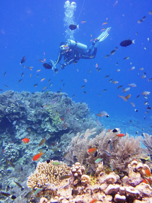 Bezienswaardigheden Comoren - bultrugwalvissen, walvishaaien, snorkelen, duiken