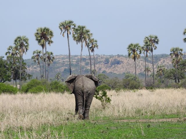 Beste reistijd voor een safari in Afrika | Matoke Tours