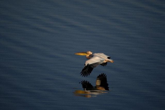 De Hoop - Natuur Reservaat - Zuid-Afrika - Matoke Tours