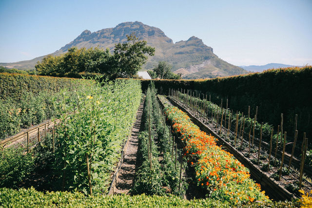 Kaapse Wijnlanden - Cape Winelands - Zuid-Afrika - Matoke Tours