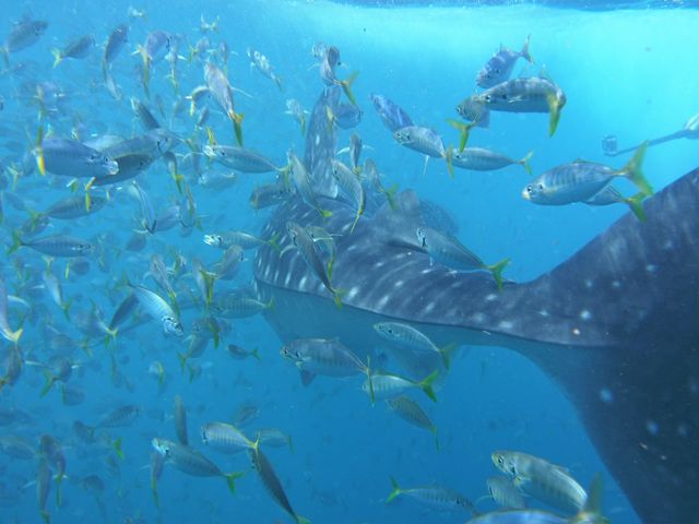 Djibouti hoogtepunten - Bezienswaardigheden in Djibouti - Matoke Tours
