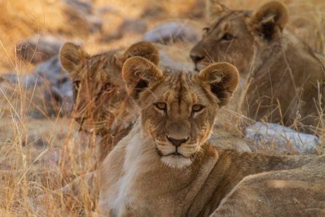 Beste reistijd voor een safari in Afrika | Matoke Tours