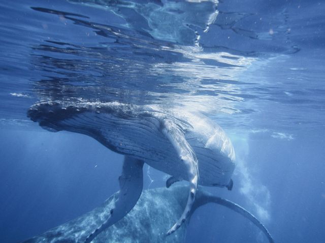 snorkelen met bultrugwalvissen