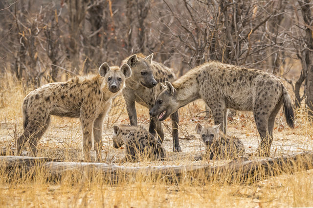 Okavango delta safari met Matoke Tours - Verlenging naar de delta