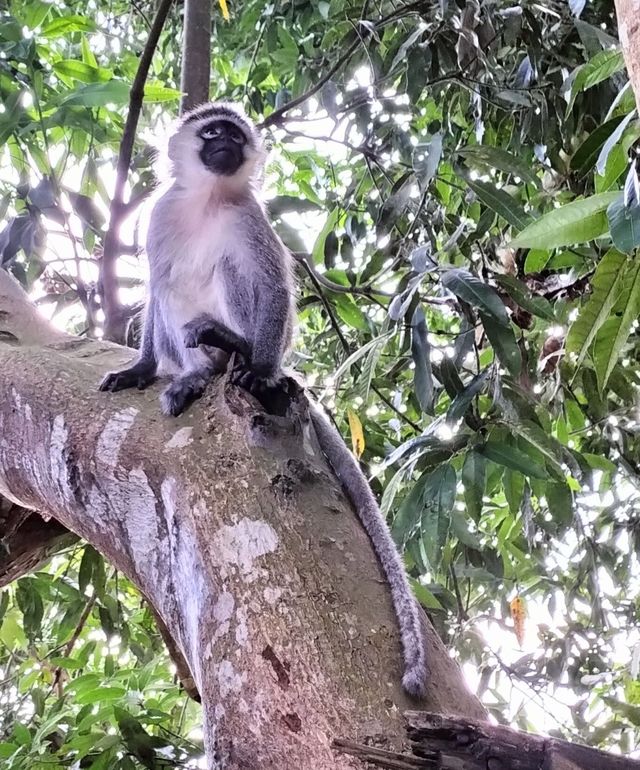 Met gezin op safari naar Oeganda en Zanzibar