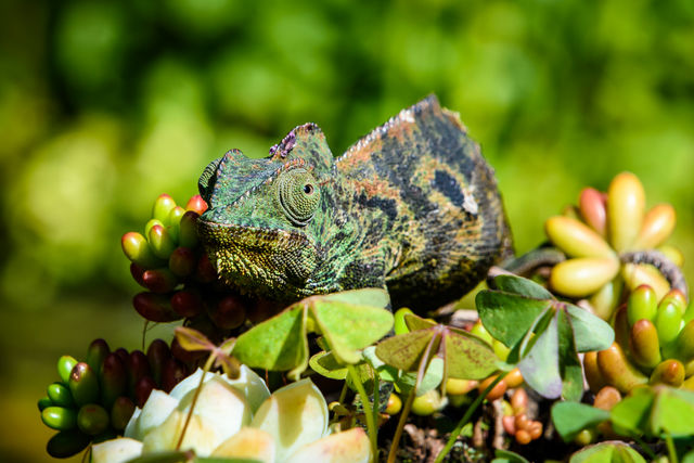 Madagascar en Mauritius | rondreis met Matoke Tours