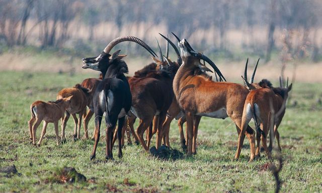 Zambia Botswana - Safari rondreis met Matoke Tours