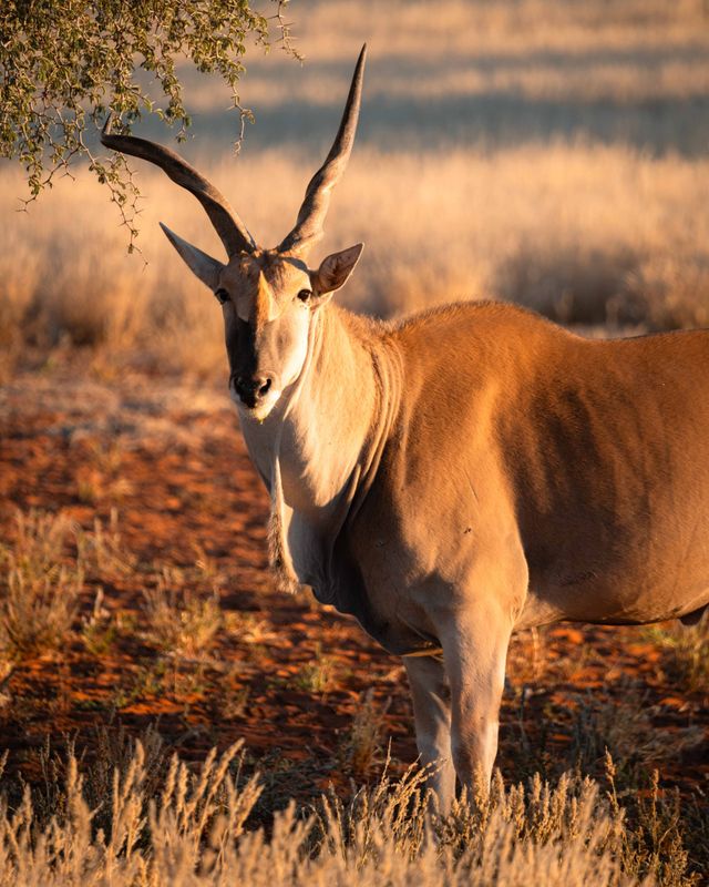 Kalahari woestijn dier