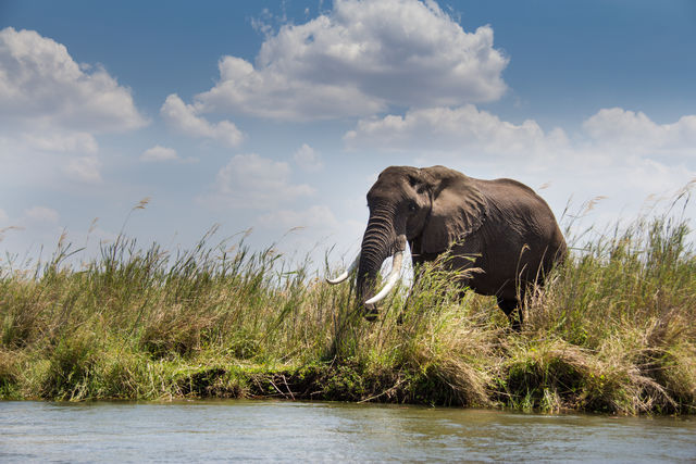 Privéreis Zambia vliegsafari, Luangwa - 11 dagen| Matoke Tours