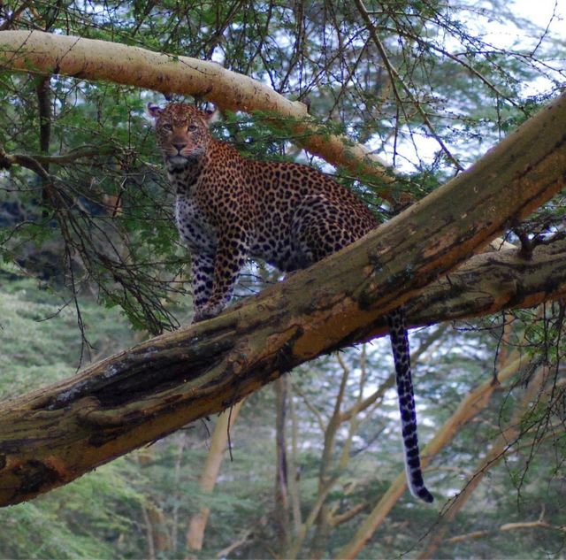 Big FIVE Afrika - Safari Big 5 met Matoke Tours