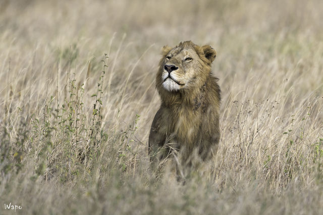 Safari Tanzania en strandvakantie Zanzibar | Matoke Tours