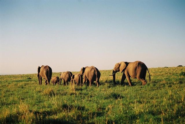 Lake Nakuru National Park - Bezoek Nakurumeer | Matoke Tours