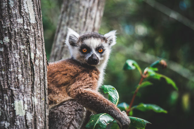 De lemuren van Madagascar » Matoke