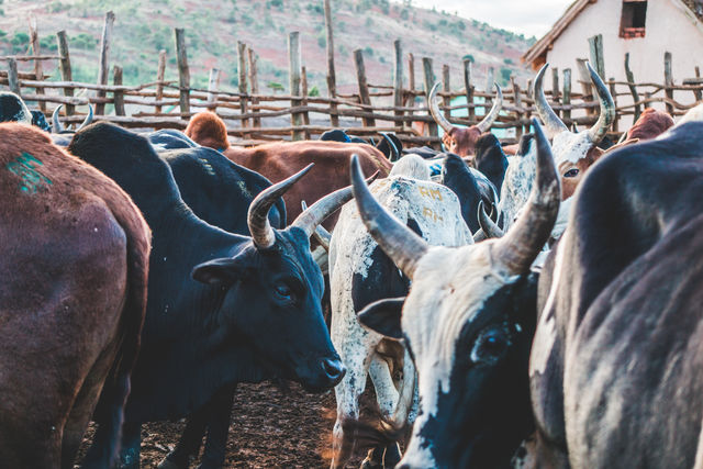 Unieke wandeling door de hooglanden van Madagascar » Matoke