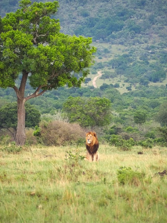 Beste reistijd voor een safari in Afrika | Matoke Tours