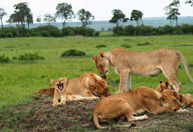 Masai Mara Safari - Bezoek Masai Mara National Park | Matoke Tours