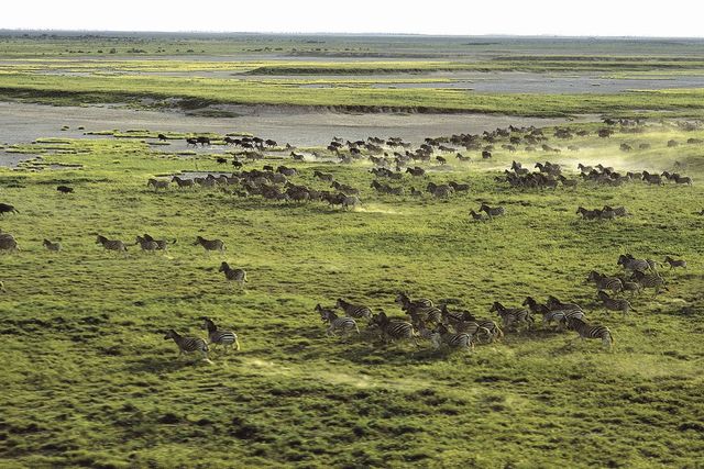 Projecten Botswana » Matoke