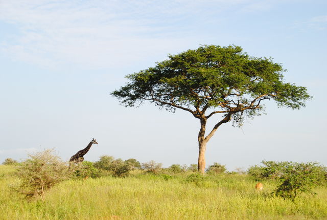 Beste reistijd voor een safari in Afrika | Matoke Tours