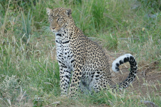 Samburu National Reserve bezoeken | Matoke Tours