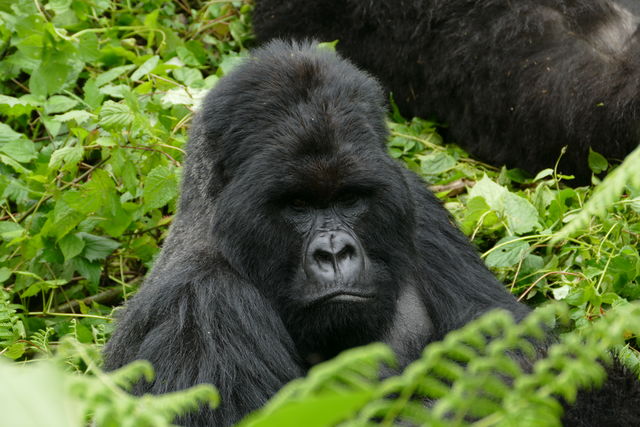 Gorillagroepen in Oeganda » Matoke