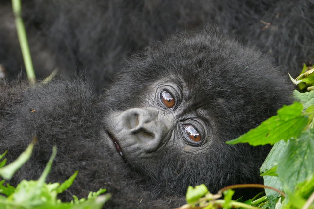 Gorillagroepen in Rwanda » Matoke