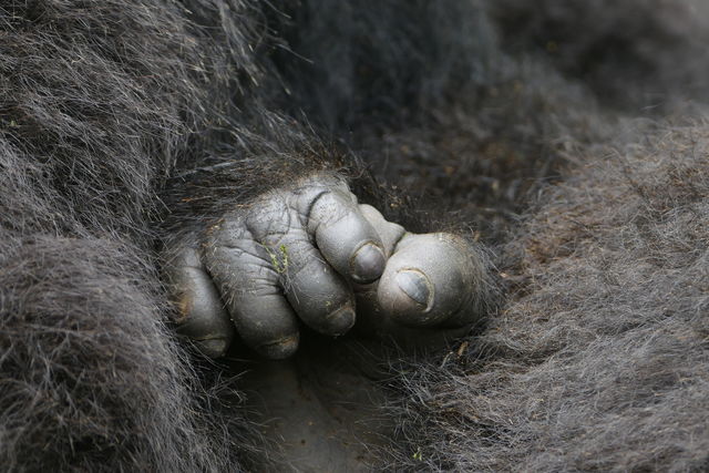 Gorillagroepen in Rwanda » Matoke