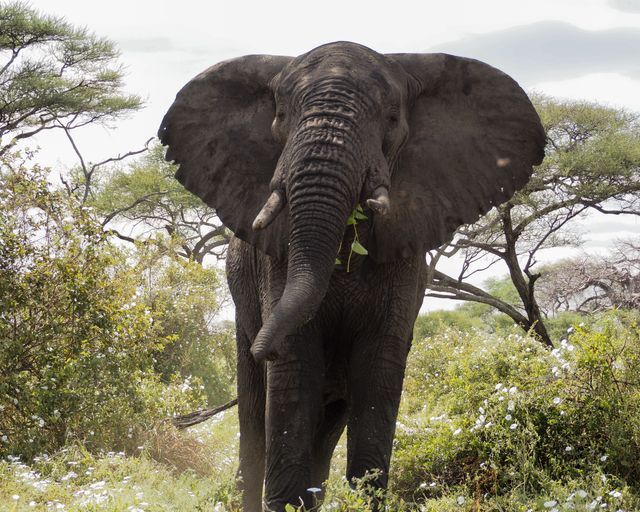 Beste reistijd Afrika