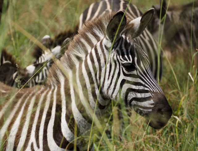 Huwelijksreis Tanzania en Zanzibar | Matoke Tours
