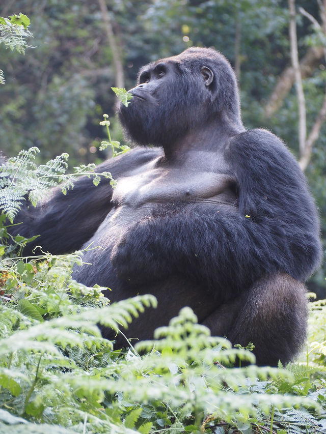 Gorillagroepen in Rwanda » Matoke