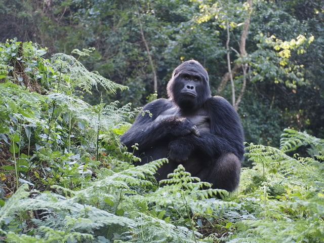 Gorillagroepen in Oeganda » Matoke