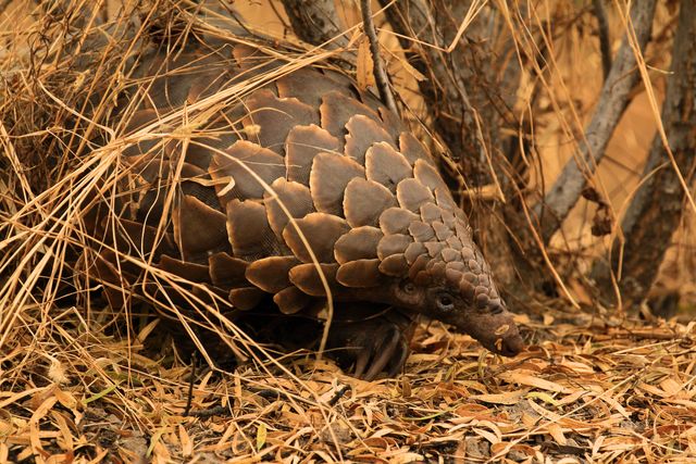 Waterberg - Nationaal Park - Zuid-Afrika - Matoke Tours