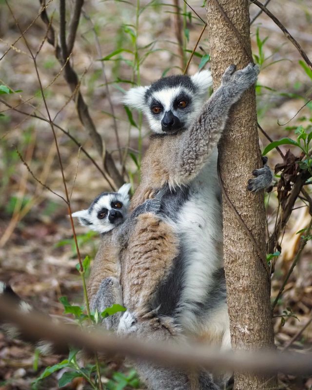 Beste reistijd voor een safari in Afrika | Matoke Tours