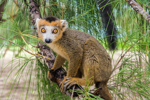 Madagascar RN7 en westroute langs kust » Matoke