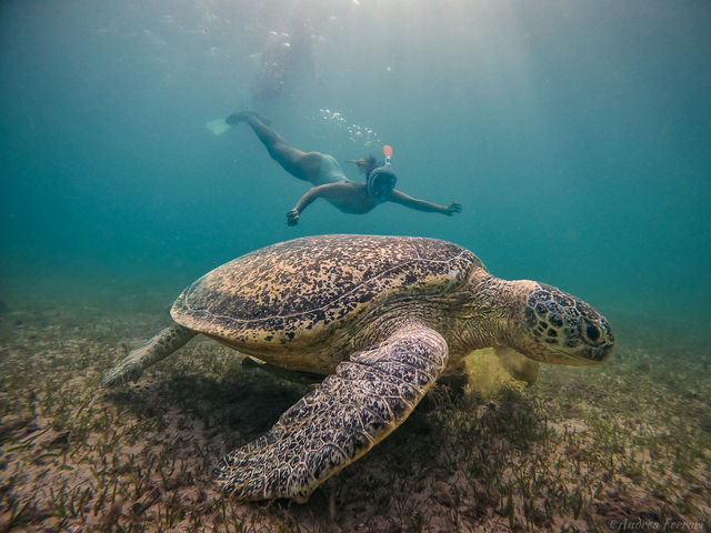 Snorkelen en duiken in Mauritius