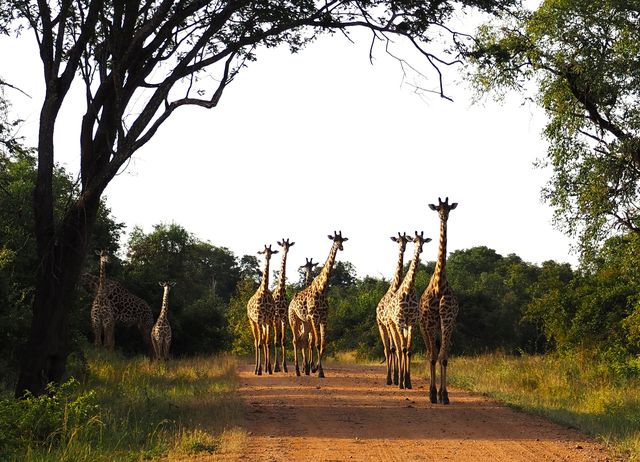 Reisverhaal Zambia: een luxe en exclusieve safari reis door Zambia