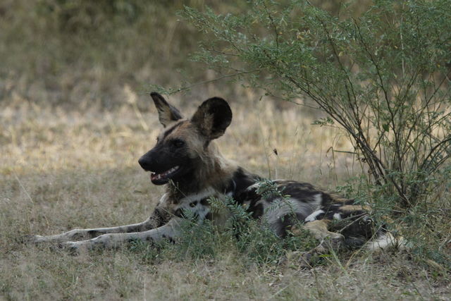 Safari South Luangwa nationaal park in Zambia - Matoke Tours