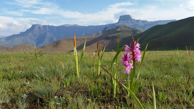 Drakensbergen - Drakensberg - Zuid-Afrika - Matoke Tours