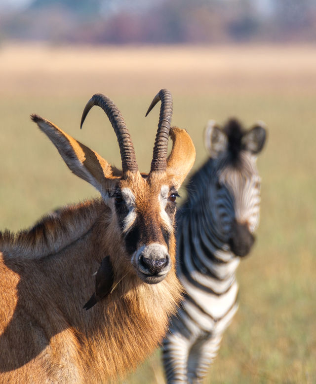 Beste reistijd voor een safari in Afrika | Matoke Tours