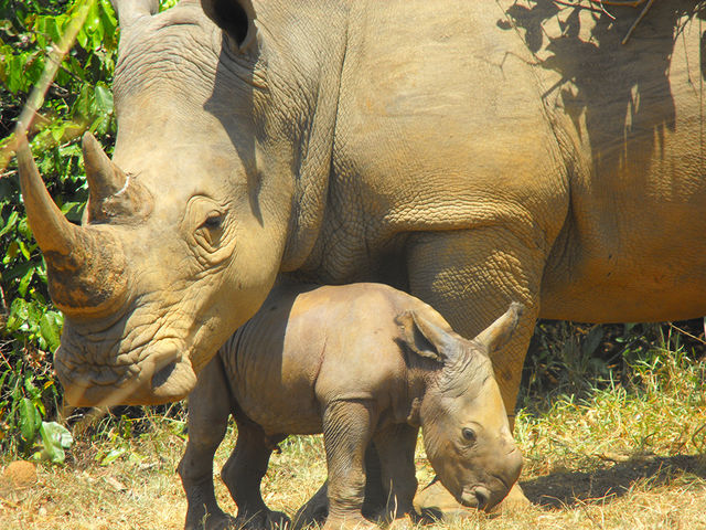 Ziwa Neushoorns - Oeganda - Rhino Fund » Matoke