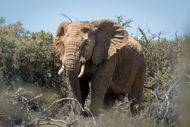 Addo Elephant - Nationaal Park - Zuid-Afrika - Matoke Tours