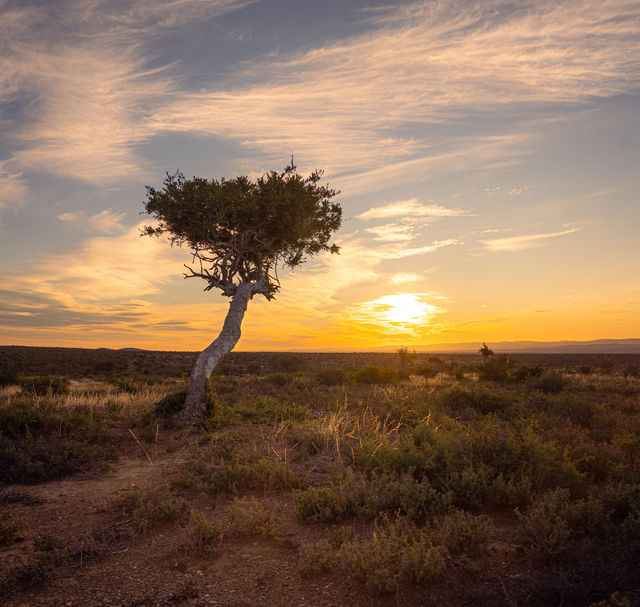 Addo Elephant - Nationaal Park - Zuid-Afrika - Matoke Tours