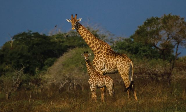 Luxe reis Kenia | Matoke Tours | 12-daagse exclusieve safari