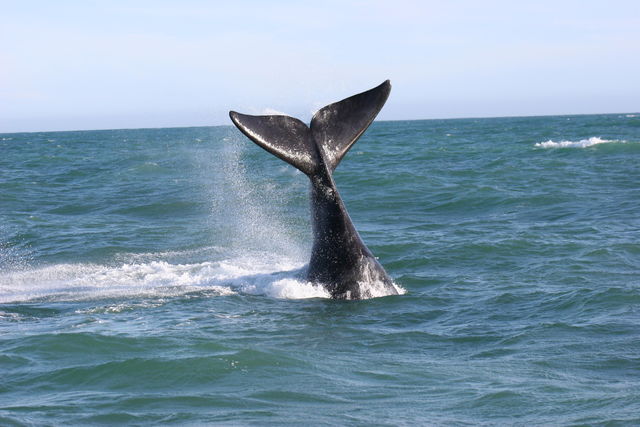 Hermanus - Walvissen - Zuid-Afrika - Matoke Tours